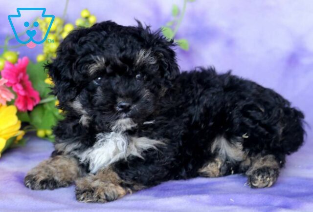 Tweety Mini Poodle image