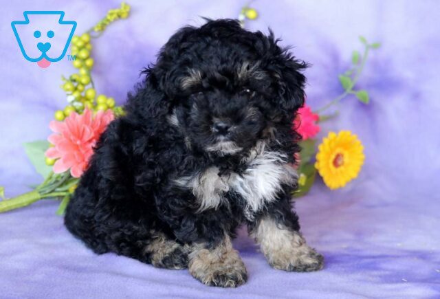 Tweety Mini Poodle2 image