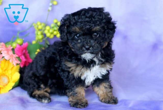 Twilight Mini Poodle image