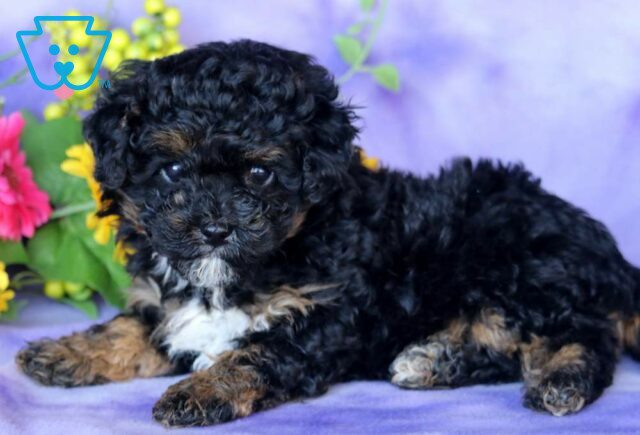 Twilight Mini Poodle2 image