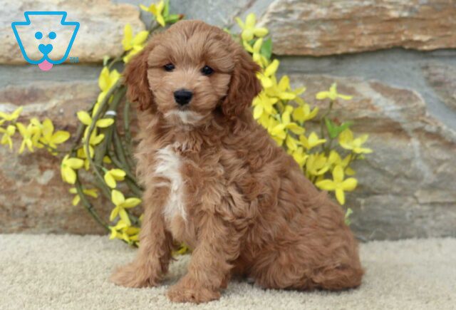 Tyla Cavapoo image