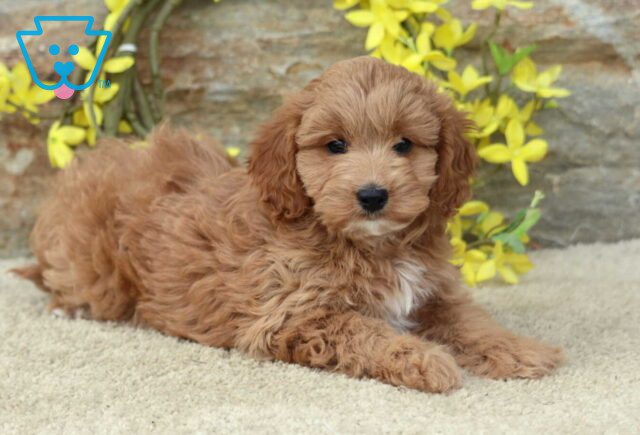 Tyla Cavapoo2 image