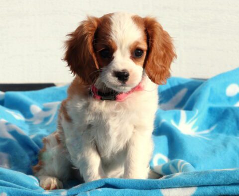 Winter Cavalier