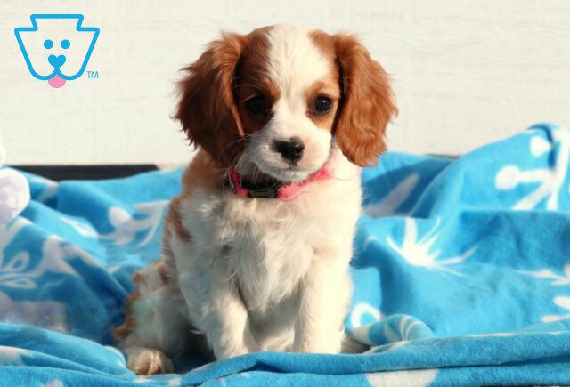 Winter Cavalier image