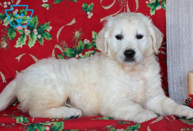 Zane Eng Cream Golden image