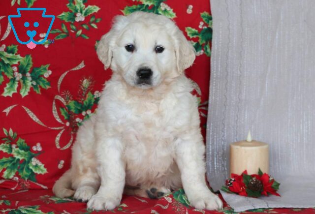 Zane Eng Cream Golden2 image