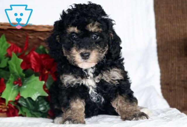 Abby Cockapoo2 image