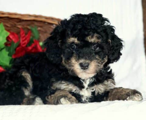 Abby Cockapoo3