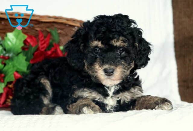 Abby Cockapoo3 image