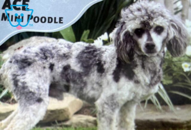 Ace Mini Poodle Rachel Smucker image