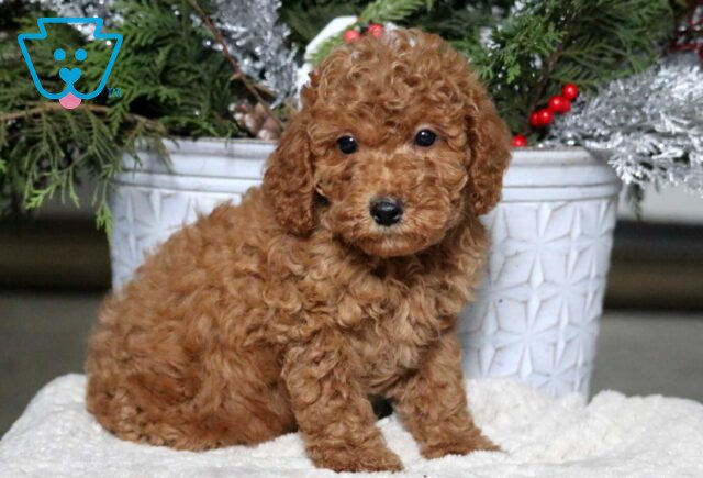 Adrian Mini Poodle image