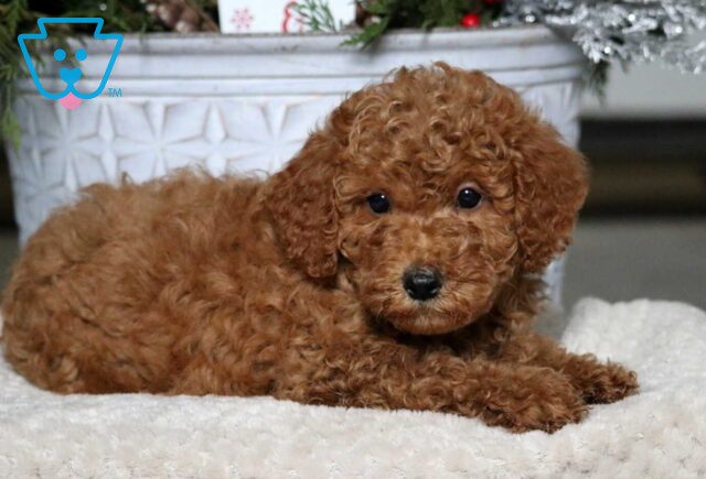 Adrian Mini Poodle2 image
