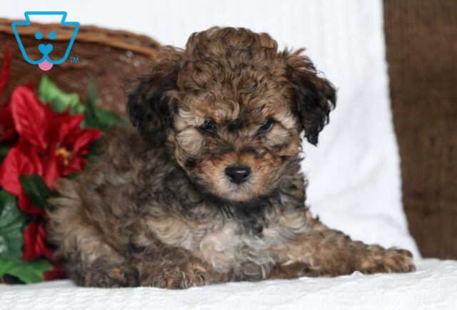Aladdin Cockapoo image