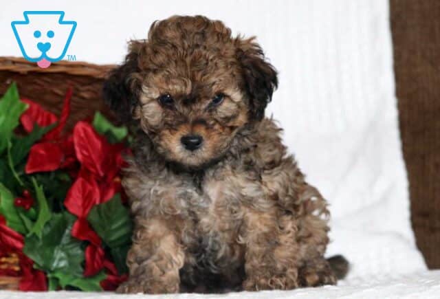 Aladdin Cockapoo2 image