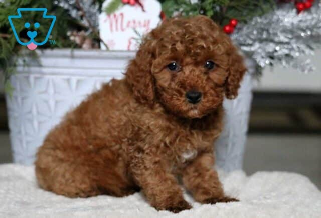 Alan Mini Poodle image