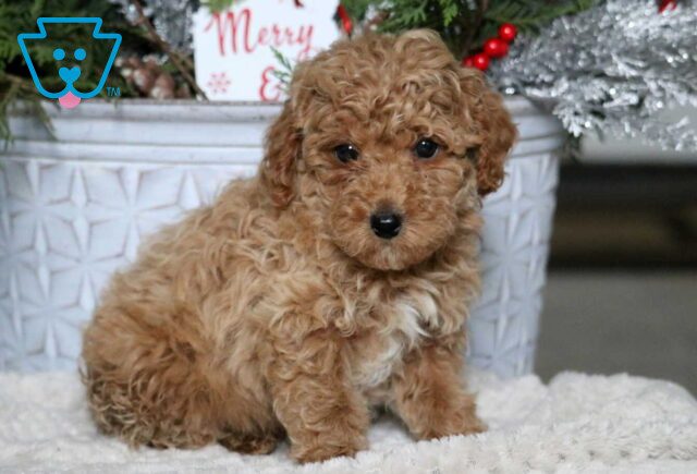 Anthony Mini Poodle image