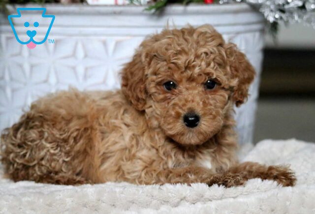Anthony Mini Poodle2 image