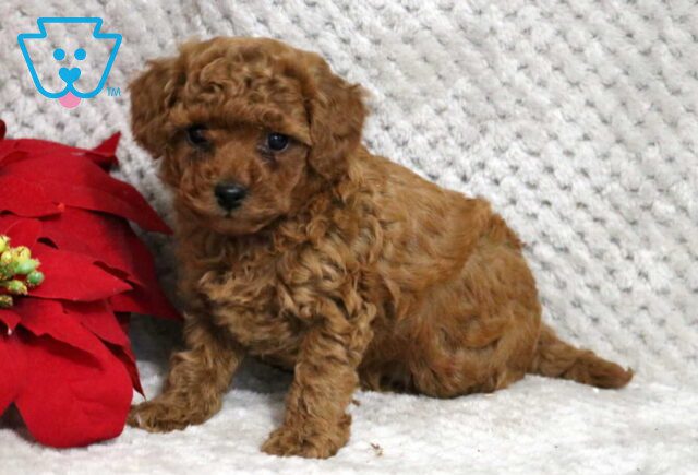 Apollo Toy Poodle image