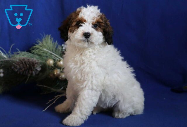 Arie Mini Bernedoodle image