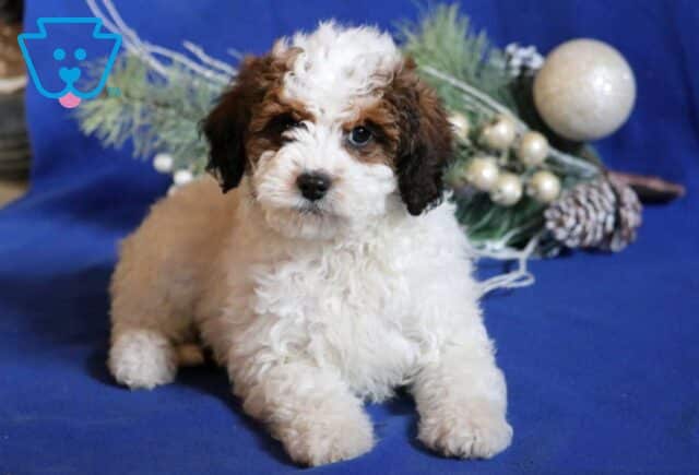 Arie Mini Bernedoodle2 image