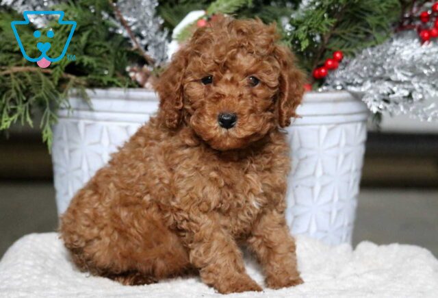 Arthur Mini Poodle image