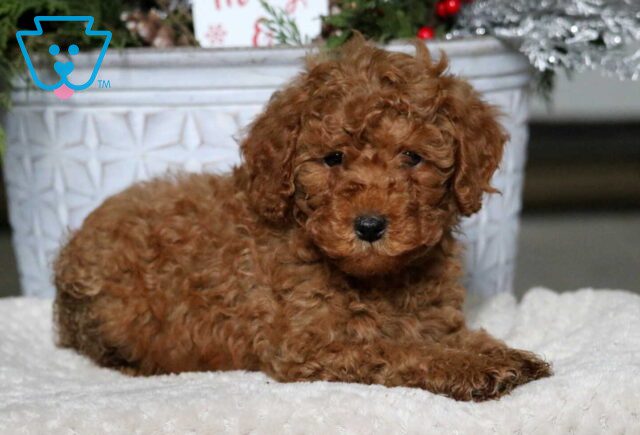 Arthur Mini Poodle2 image