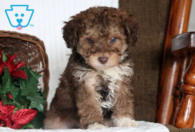 Astro Cockapoo image