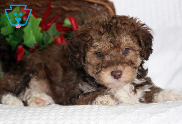 Astro Cockapoo2 image