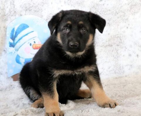 Baby German Shepherd