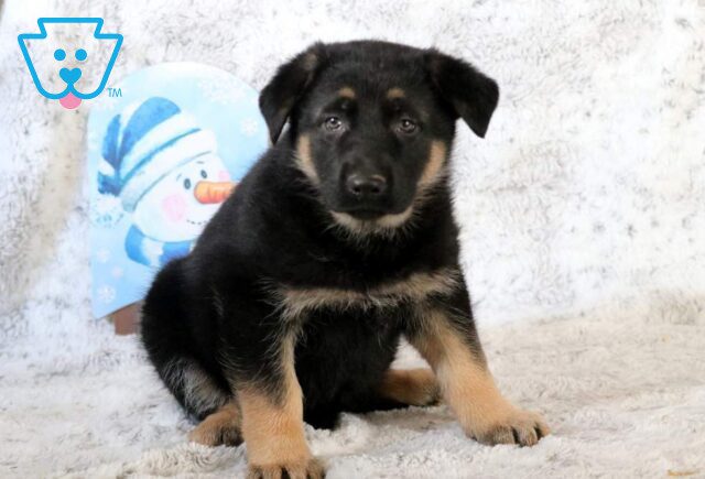 Baby German Shepherd image