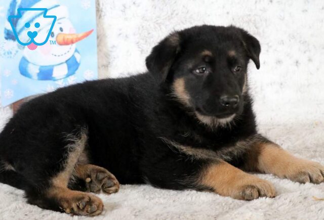Baby German Shepherd2 image