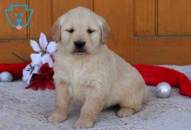 Baby Golden image