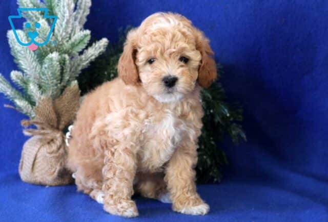 Babycakes Cavapoo image
