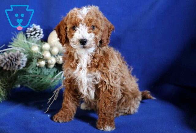 Banjo Mini Poodle image