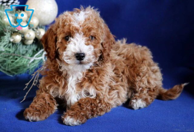 Banjo Mini Poodle2 image