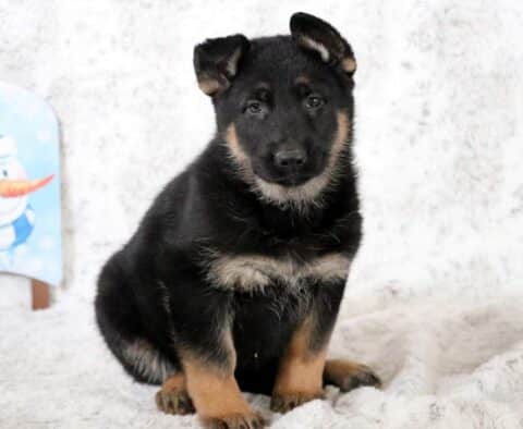 Bean German Shepherd