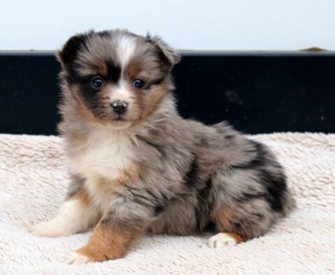 Bells Mini Aussie
