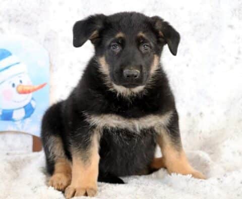 Benny German Shepherd