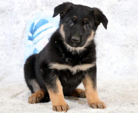 Biggie German Shepherd