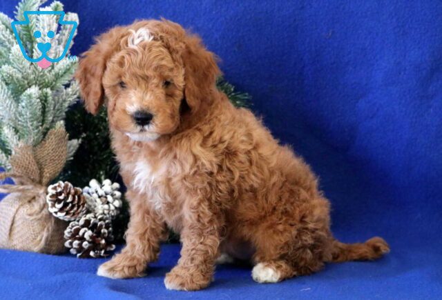 Billy Cavapoo image