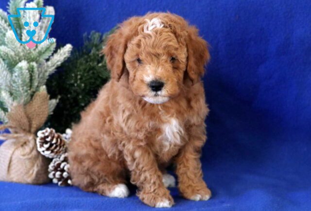 Billy Cavapoo2 image