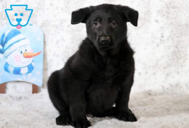 Bingo German Shepherd image