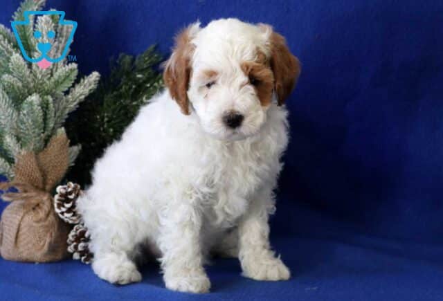 Blaze Cavapoo image