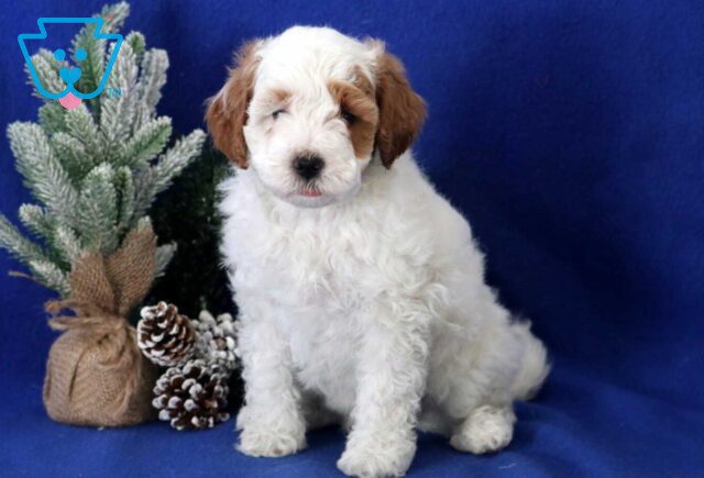 Blaze Cavapoo2 image