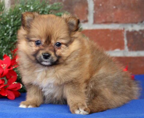 Blissful Pom