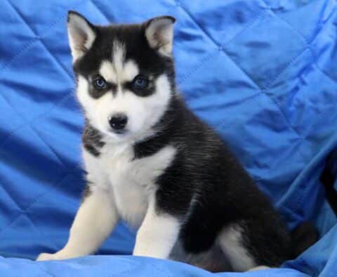 Blu Pomsky