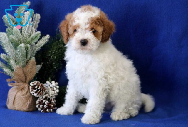 Bo Cavapoo image