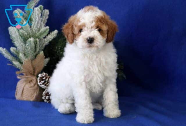 Bo Cavapoo2 image