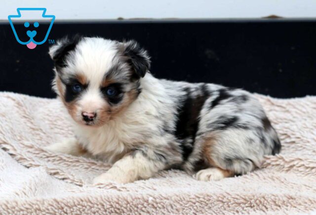 Boots Mini Aussie image