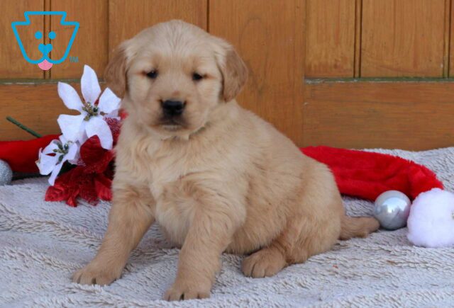Buddy Golden image